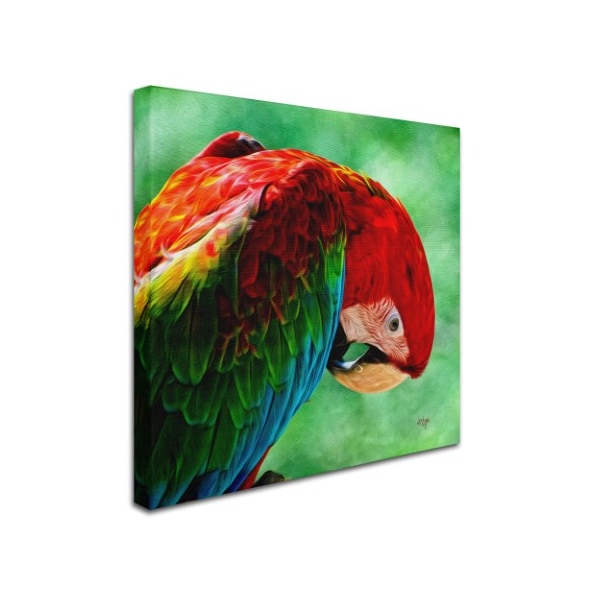 Lois Bryan 'Colorful Macaw Square Format' Canvas Art,18x18